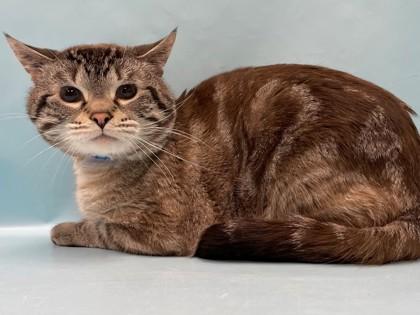Tivali, Adoptable, Adult Male Domestic Short Hair & Domestic Short Hair.