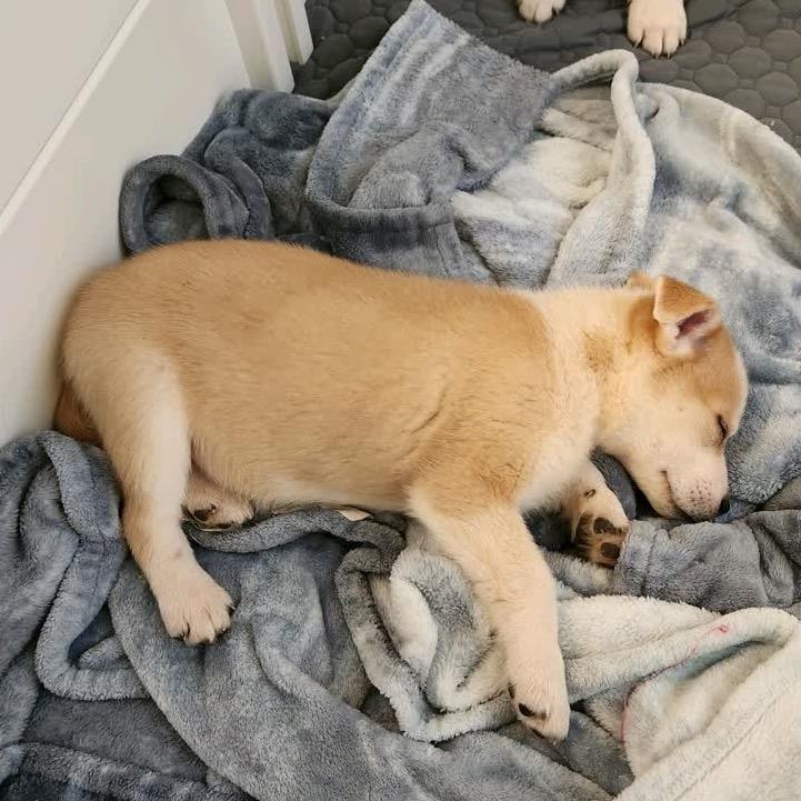 Comet, Adoptable, Puppy Male German Shepherd Dog & Great Pyrenees.