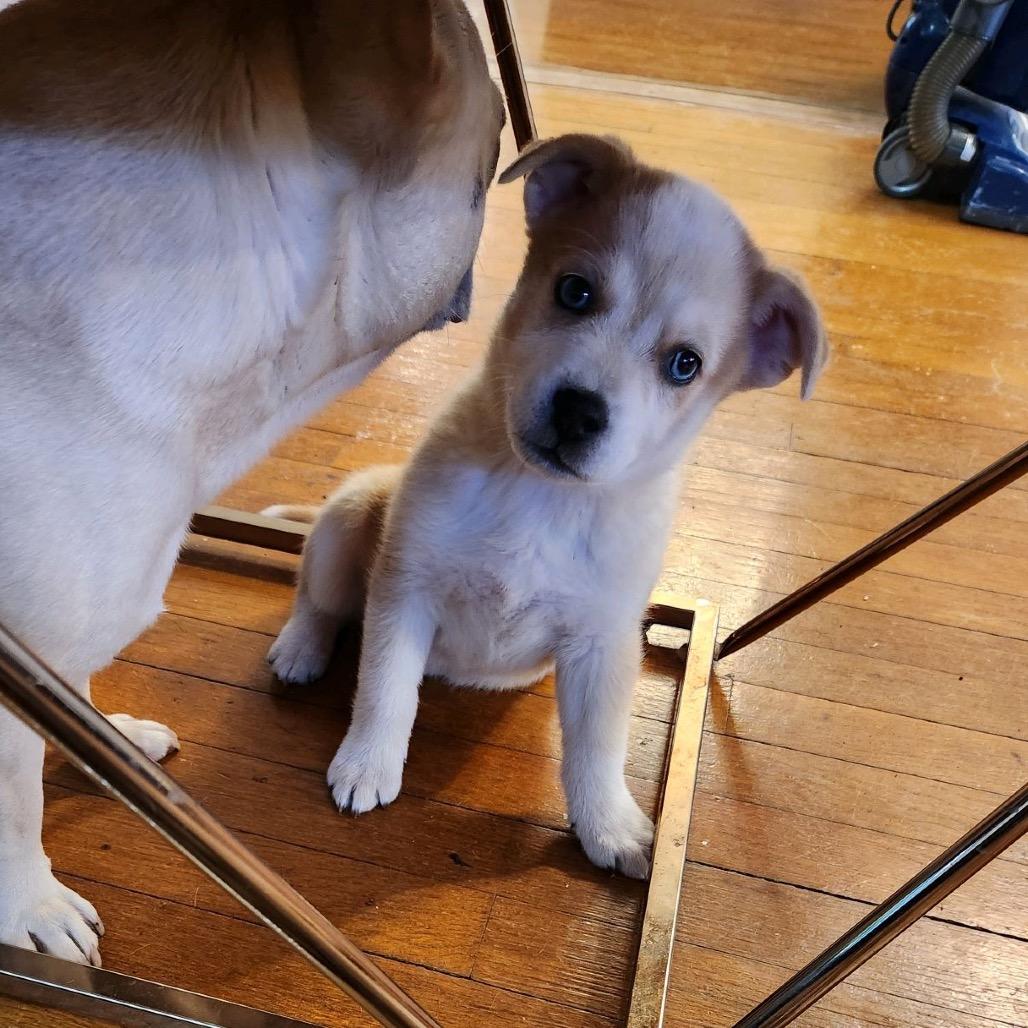 Enlarge Comet, a Adoptable mixed breed in Fulton, MO image 3/5