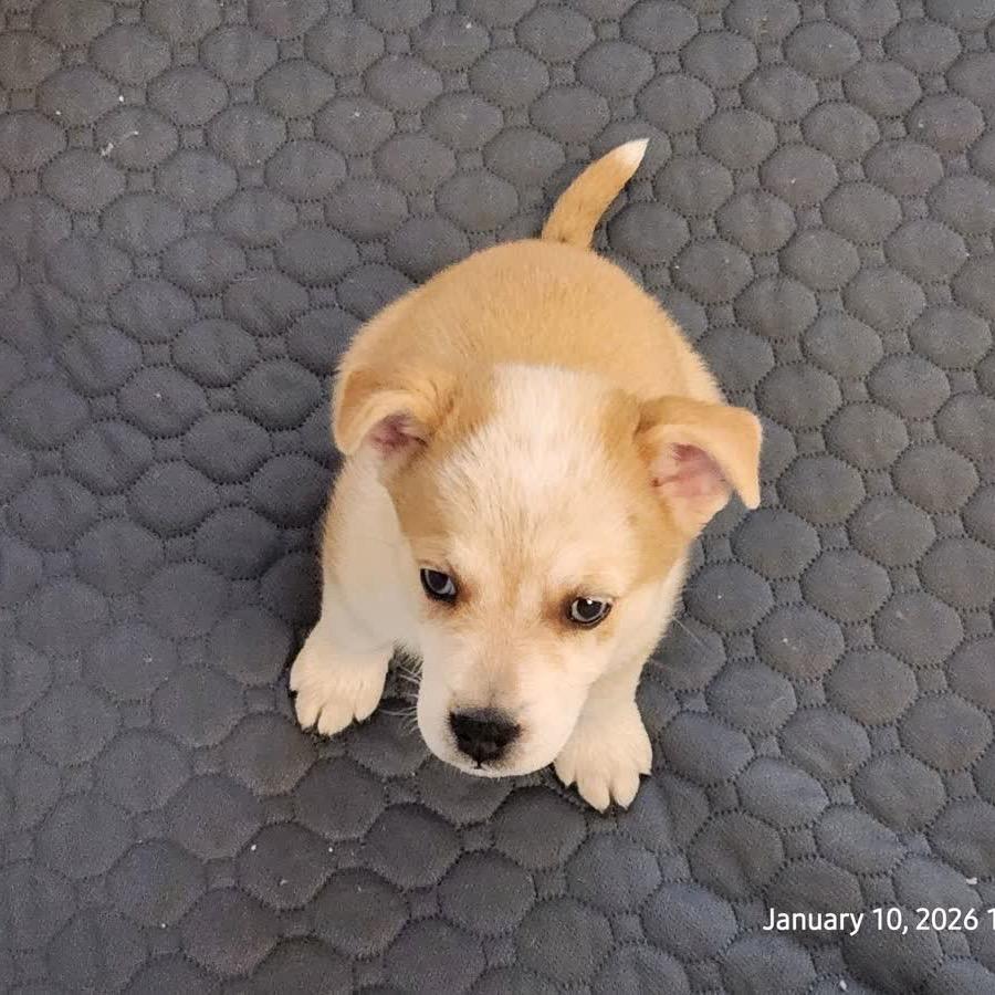 Enlarge Comet, a Adoptable mixed breed in Fulton, MO image 5/5