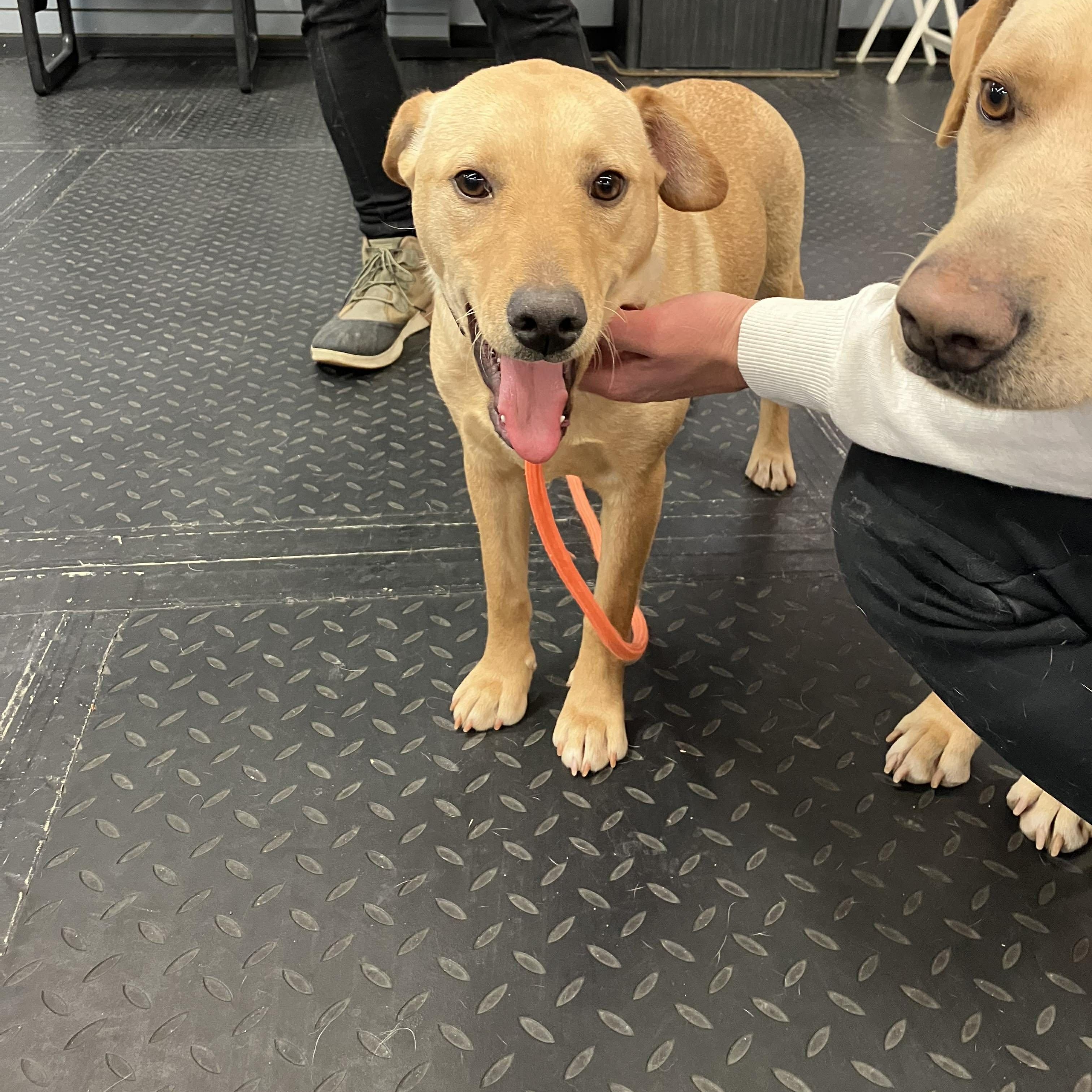 Mango , a ADOPTABLE mixed breed in Plainfield, IL image 3/4