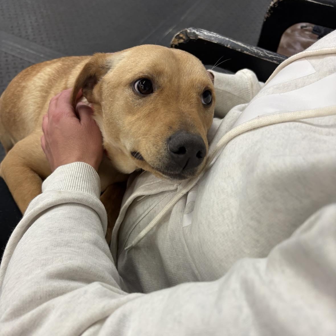 Mango , ADOPTABLE, Young Female Golden Retriever & Yellow Labrador Retriever.