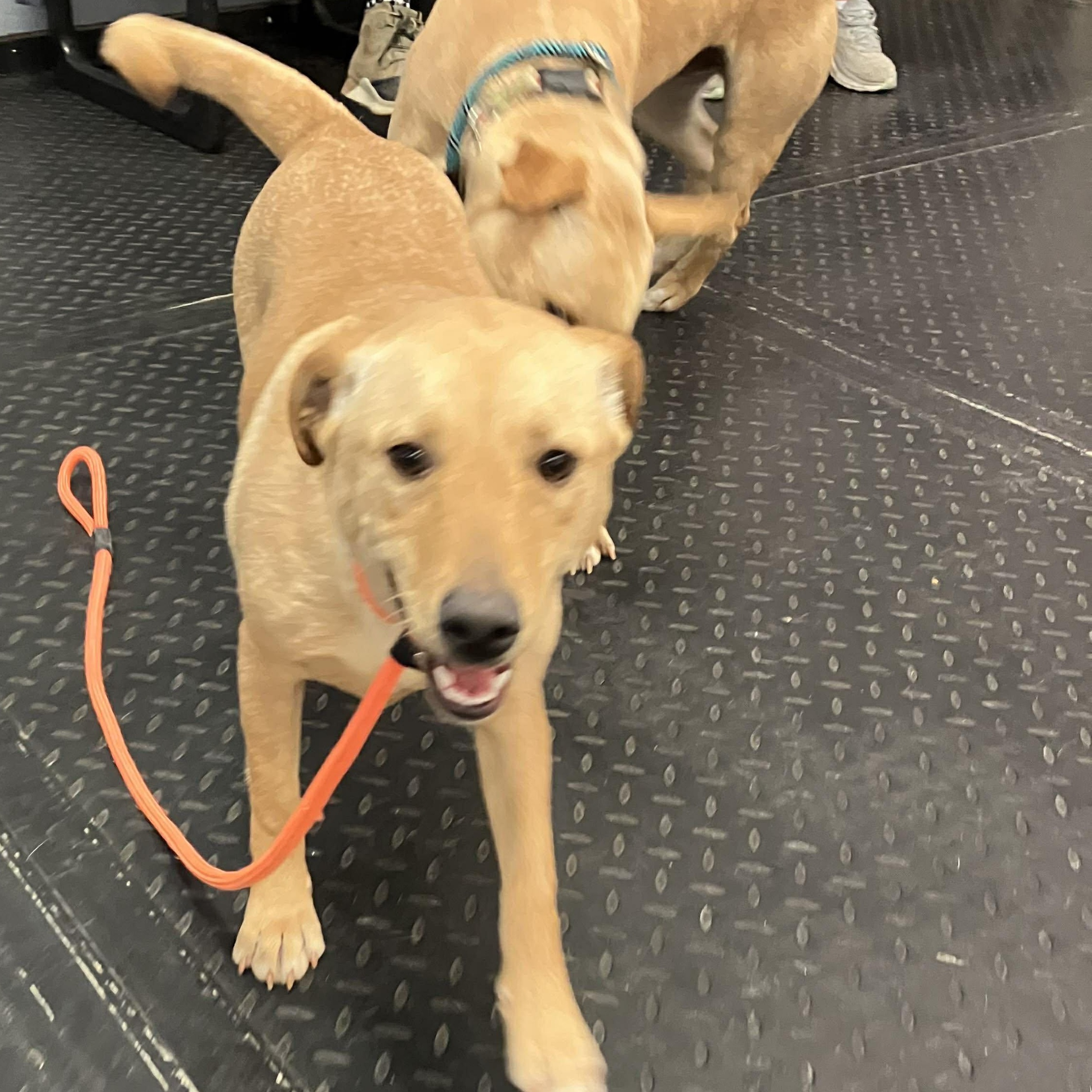 Mango , a ADOPTABLE mixed breed in Plainfield, IL image 2/4