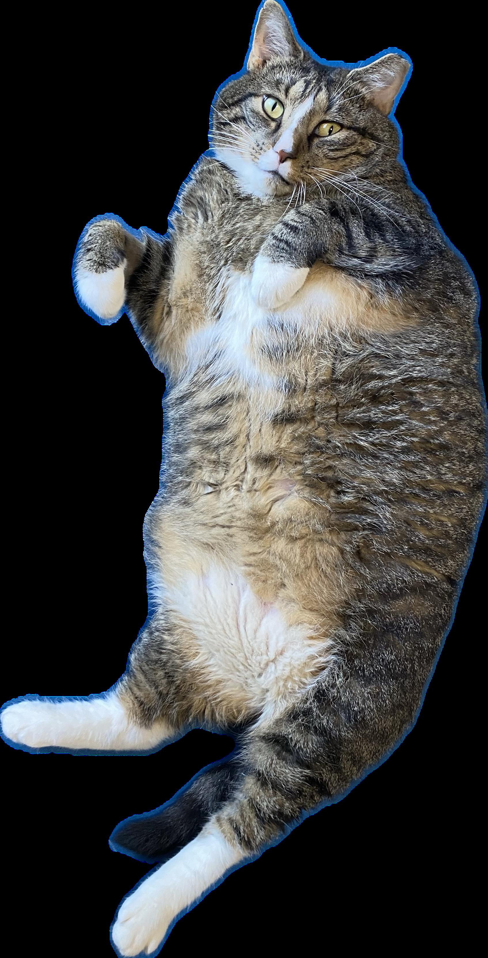 Titanic (aka Ty—big lovebug with a big heart!)