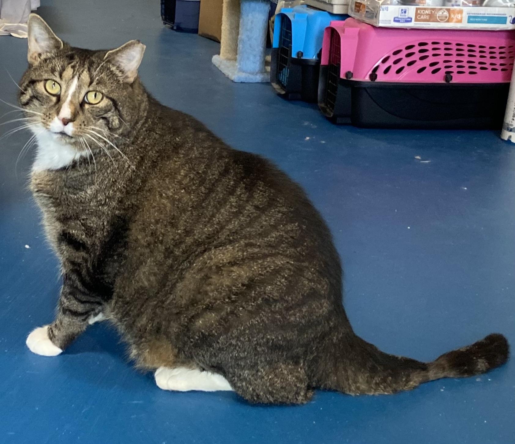 Titanic (aka Ty—big lovebug with a big heart!)