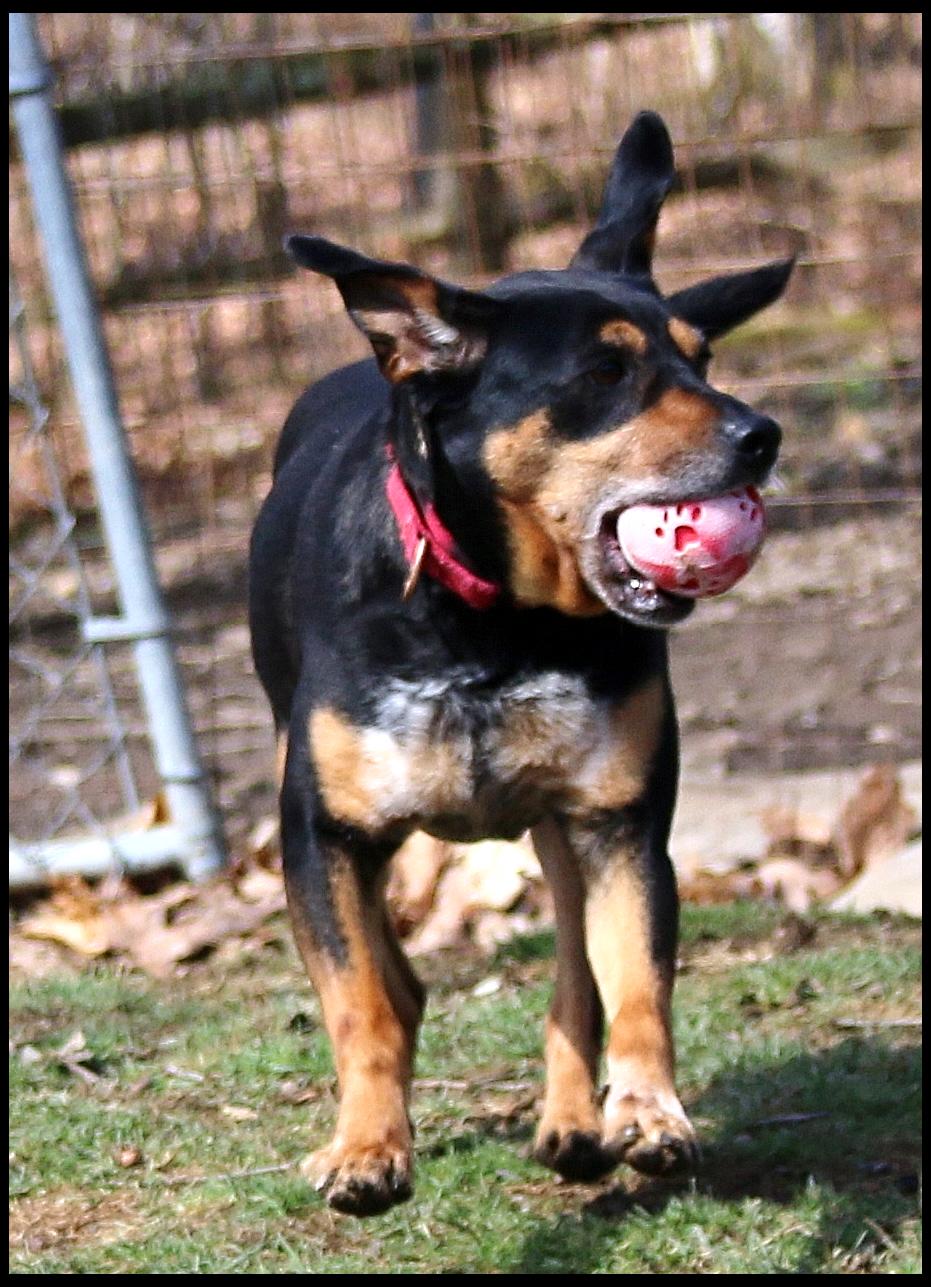 Enlarge Paddy, a ADOPTABLE Mixed Breed in Shippenville, PA image 3/6