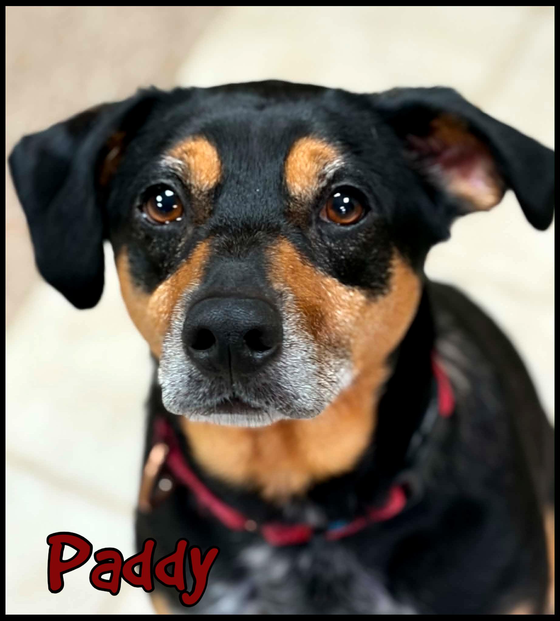 Enlarge Paddy, a ADOPTABLE Mixed Breed in Shippenville, PA image 4/6