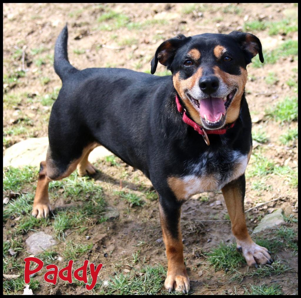 Enlarge Paddy, a ADOPTABLE Mixed Breed in Shippenville, PA image 2/6