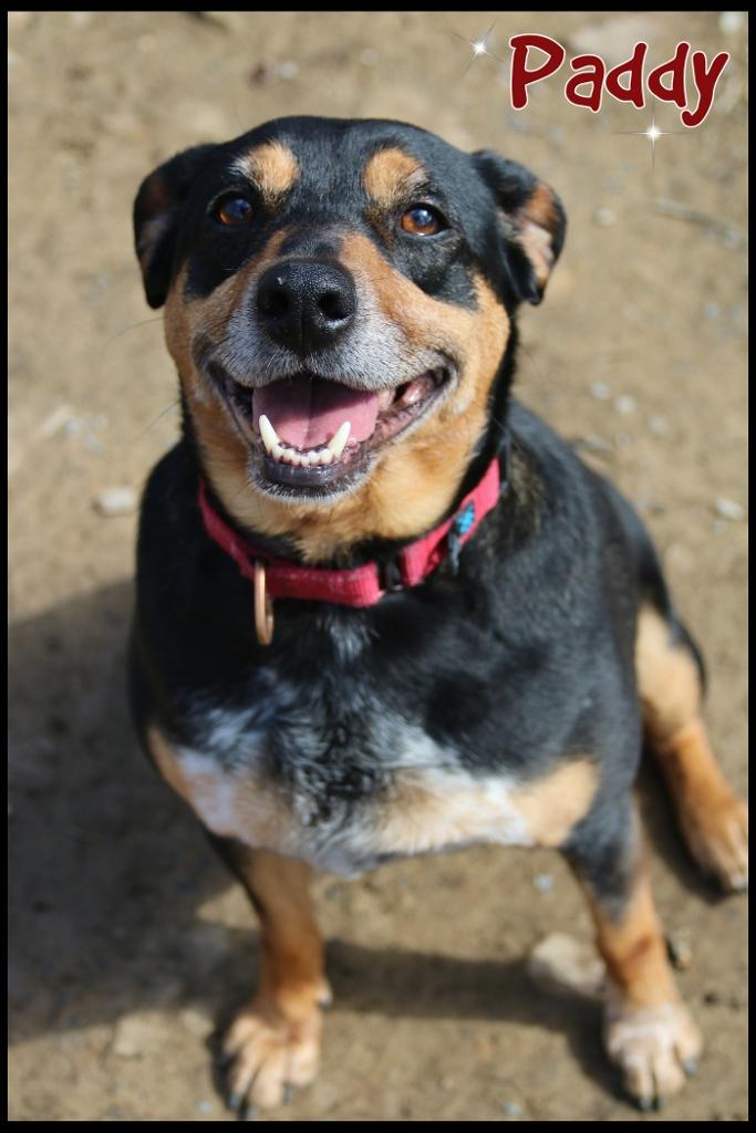 Enlarge Paddy, a ADOPTABLE Mixed Breed in Shippenville, PA image 5/6