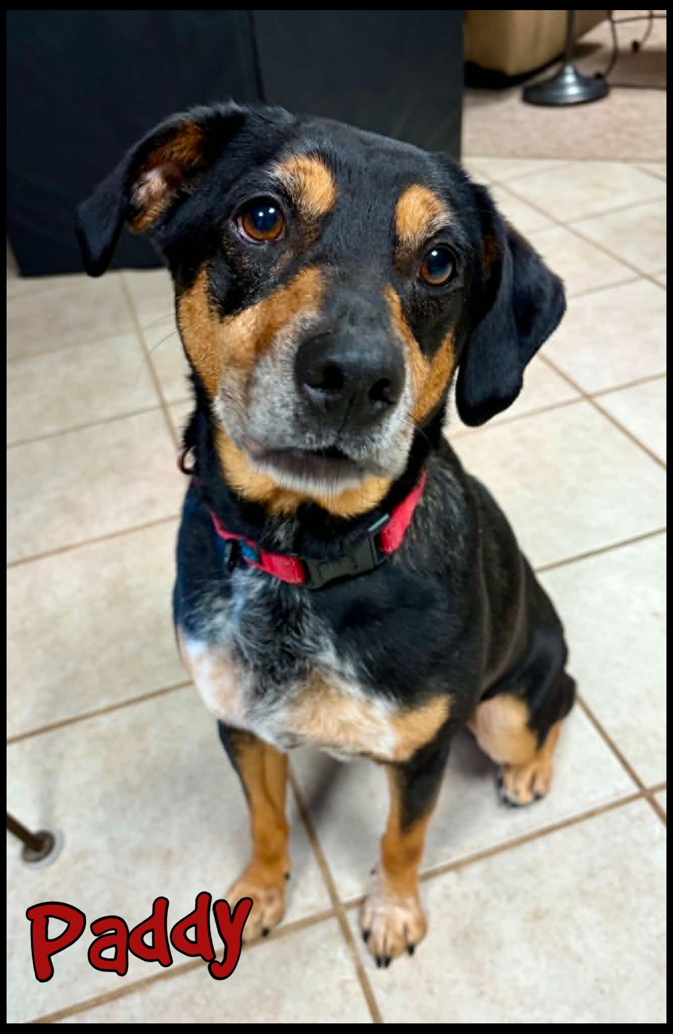 Enlarge Paddy, a ADOPTABLE Mixed Breed in Shippenville, PA image 1/6
