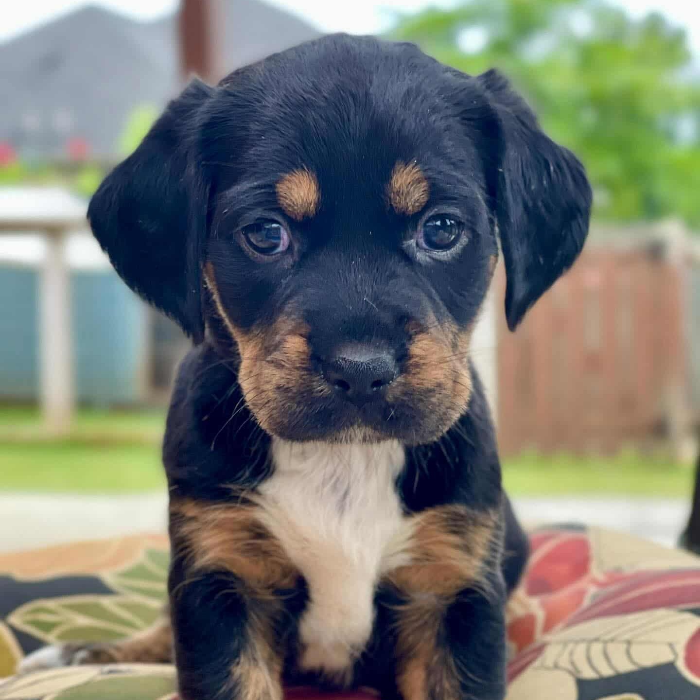 Darcie*, Baby Female unknown
