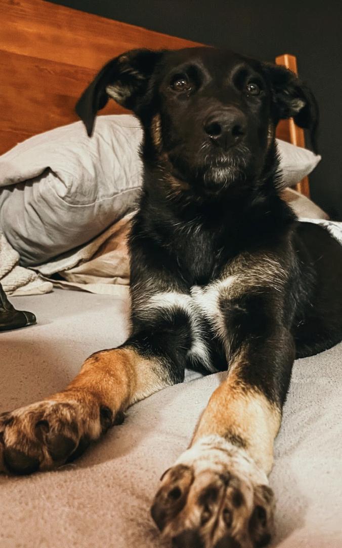 Enlarge Honor, an adopted mixed breed in Woburn, MA image 4/4