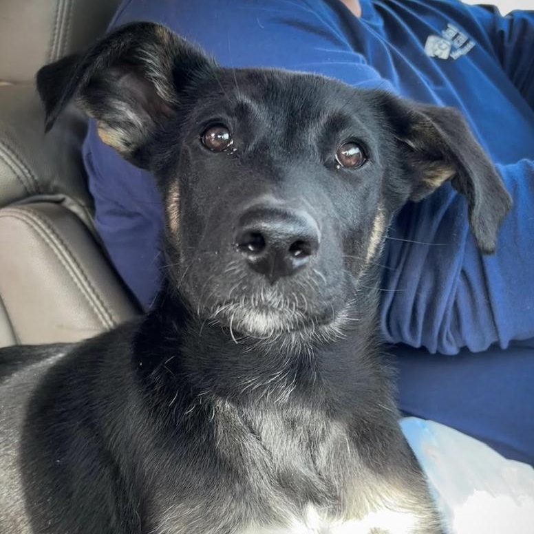 Enlarge Honor, an adopted mixed breed in Woburn, MA image 1/4