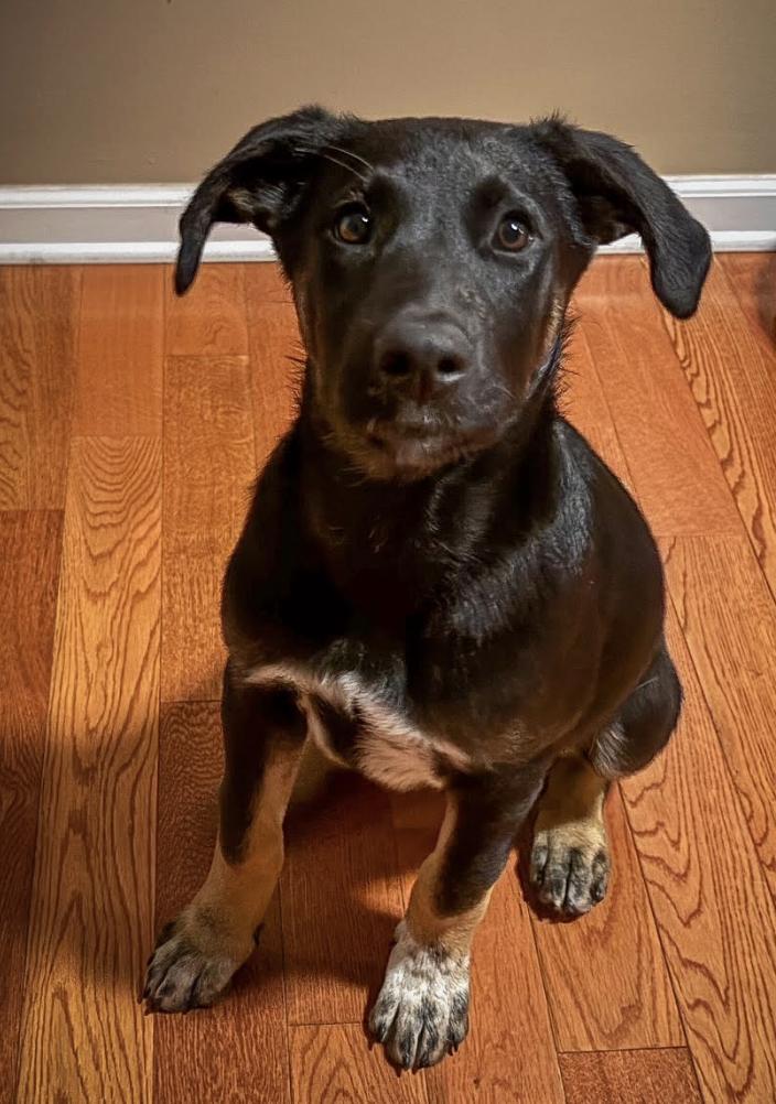 Enlarge Honor, an adopted mixed breed in Woburn, MA image 3/4