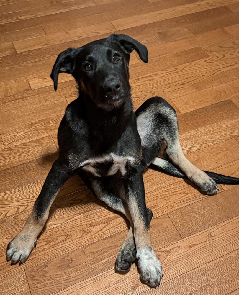 Enlarge Honor, an adopted mixed breed in Woburn, MA image 2/4