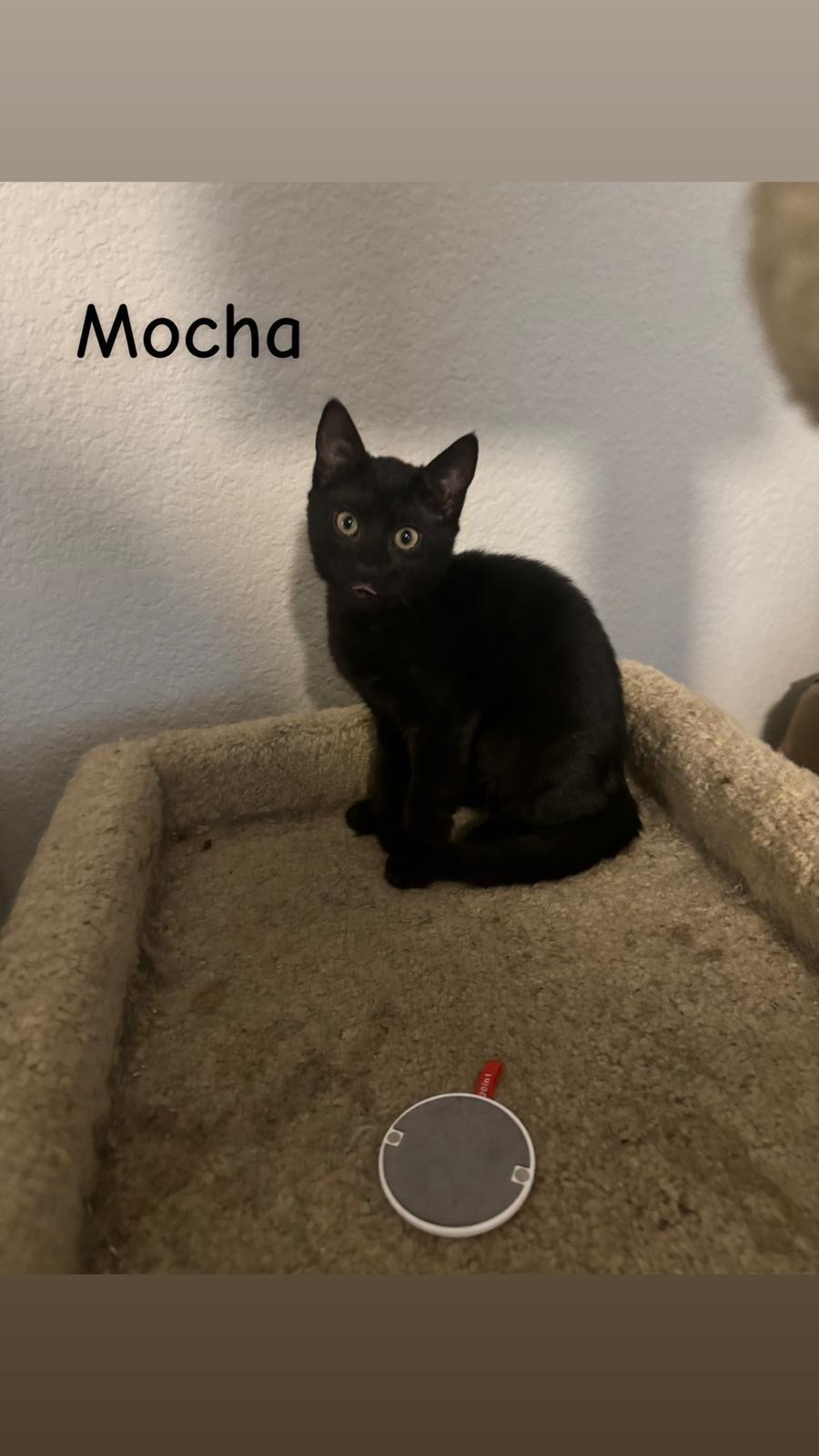 Mocha, Adoptable, Young Female Bombay & Domestic Short Hair.