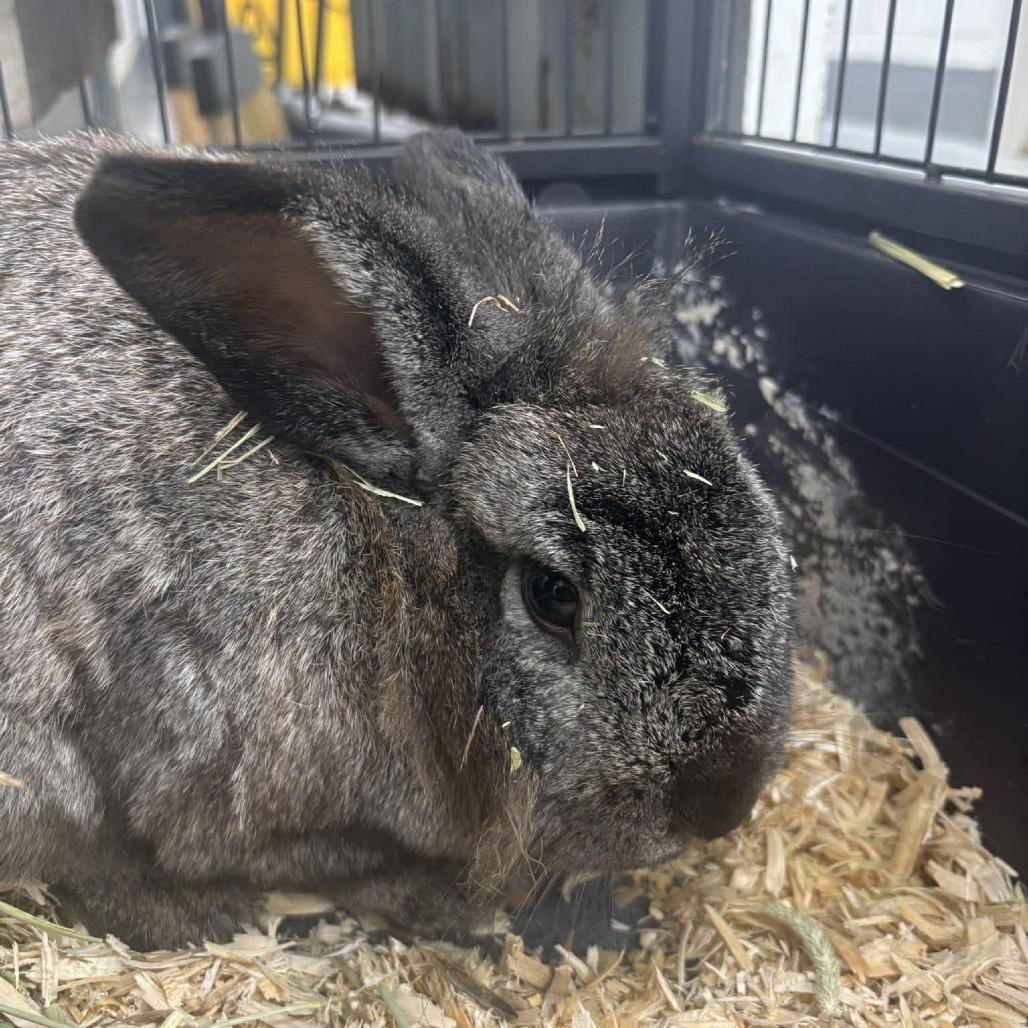 Pricilla, Adoptable, Adult Female Lionhead.