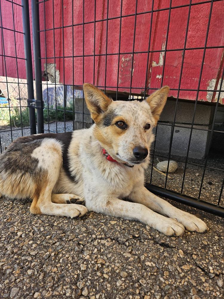 Belle, Adoptable, Adult Female Australian Cattle Dog / Blue Heeler.