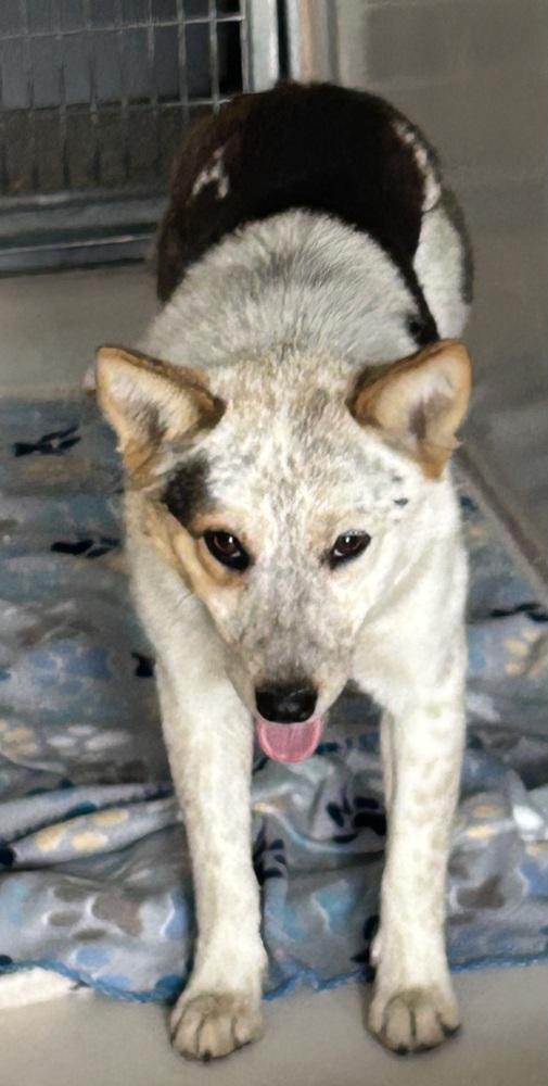Belle, a Adoptable Australian Cattle Dog / Blue Heeler in Leadville, CO image 2/2