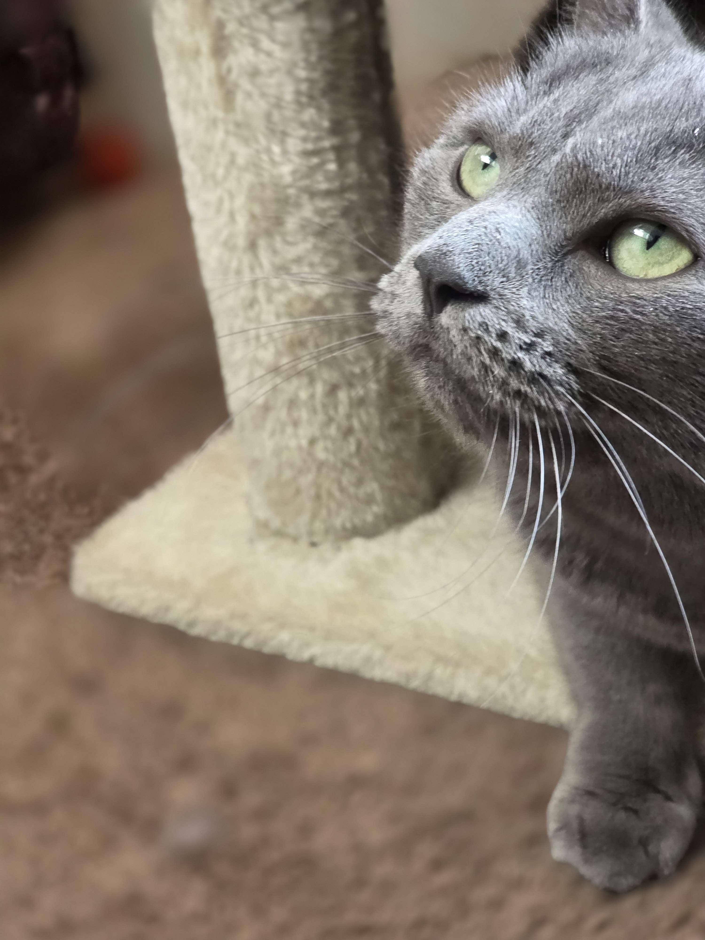 Enlarge Sophie, a ADOPTABLE mixed breed in Piscataway, NJ image 2/4