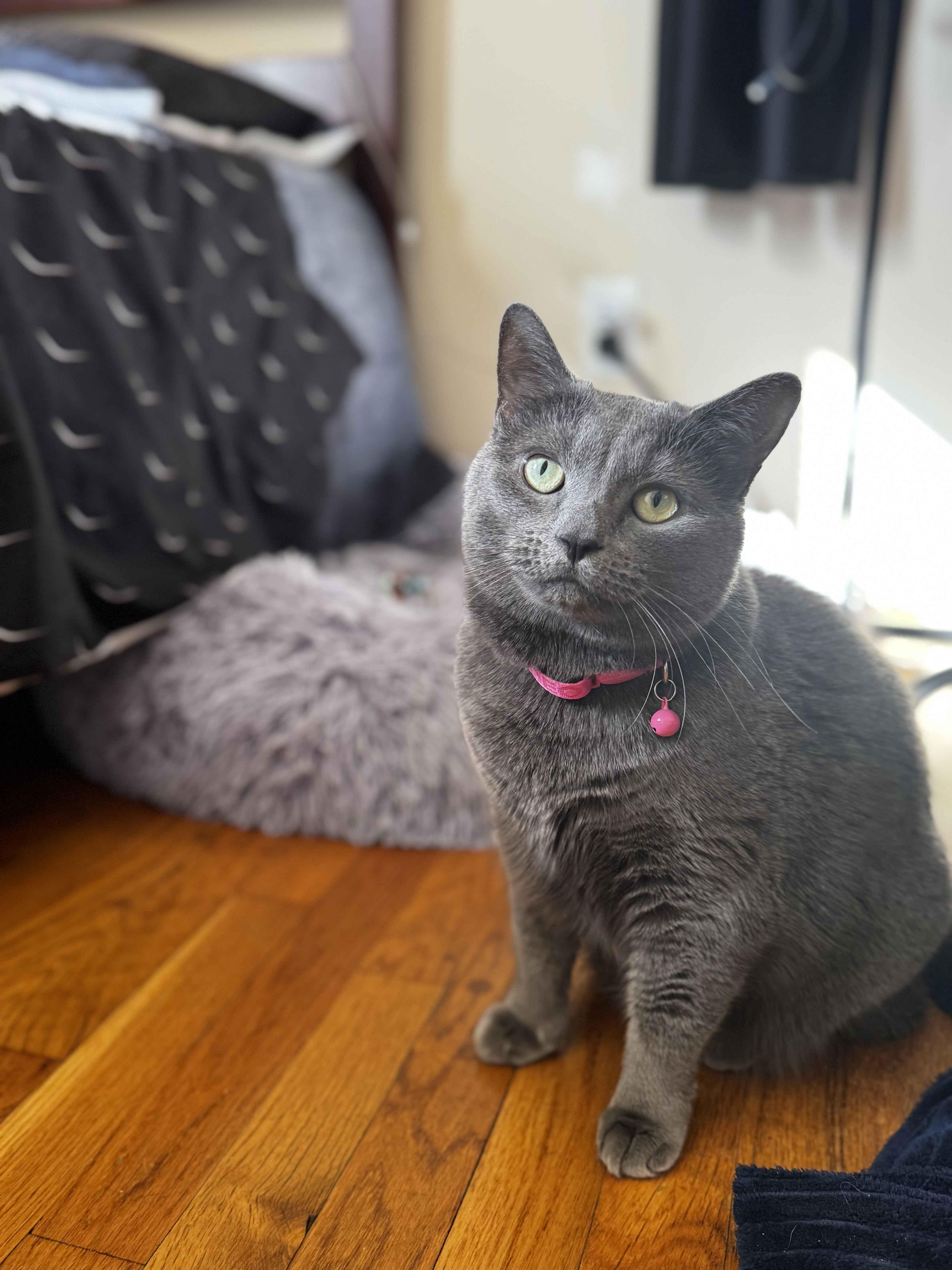 Enlarge Sophie, a ADOPTABLE mixed breed in Piscataway, NJ image 1/4