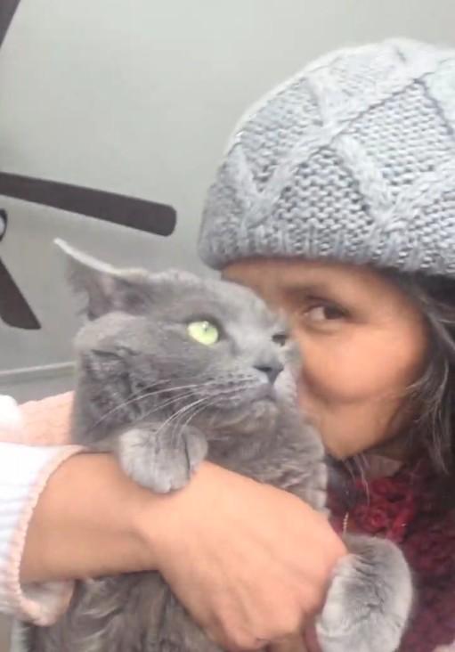 Enlarge Sophie, a ADOPTABLE mixed breed in Piscataway, NJ image 3/4