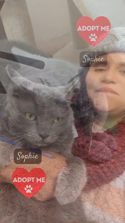 Enlarge Sophie, a ADOPTABLE mixed breed in Piscataway, NJ video 4/4