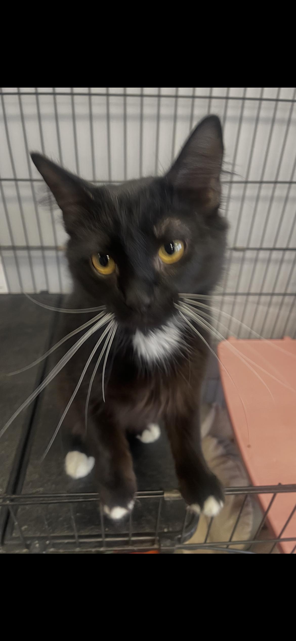 Eclipse (PS), Adoptable, Adult Male Domestic Medium Hair & Tuxedo.