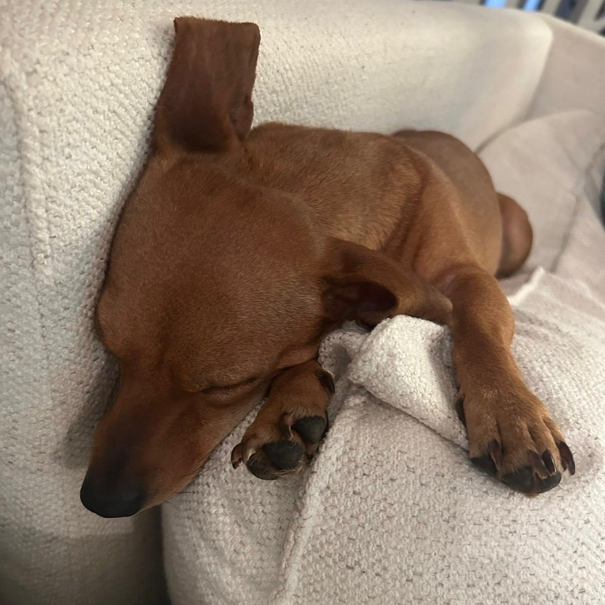 Daphne, a ADOPTABLE Chiweenie in Richmond, VA image 2/6