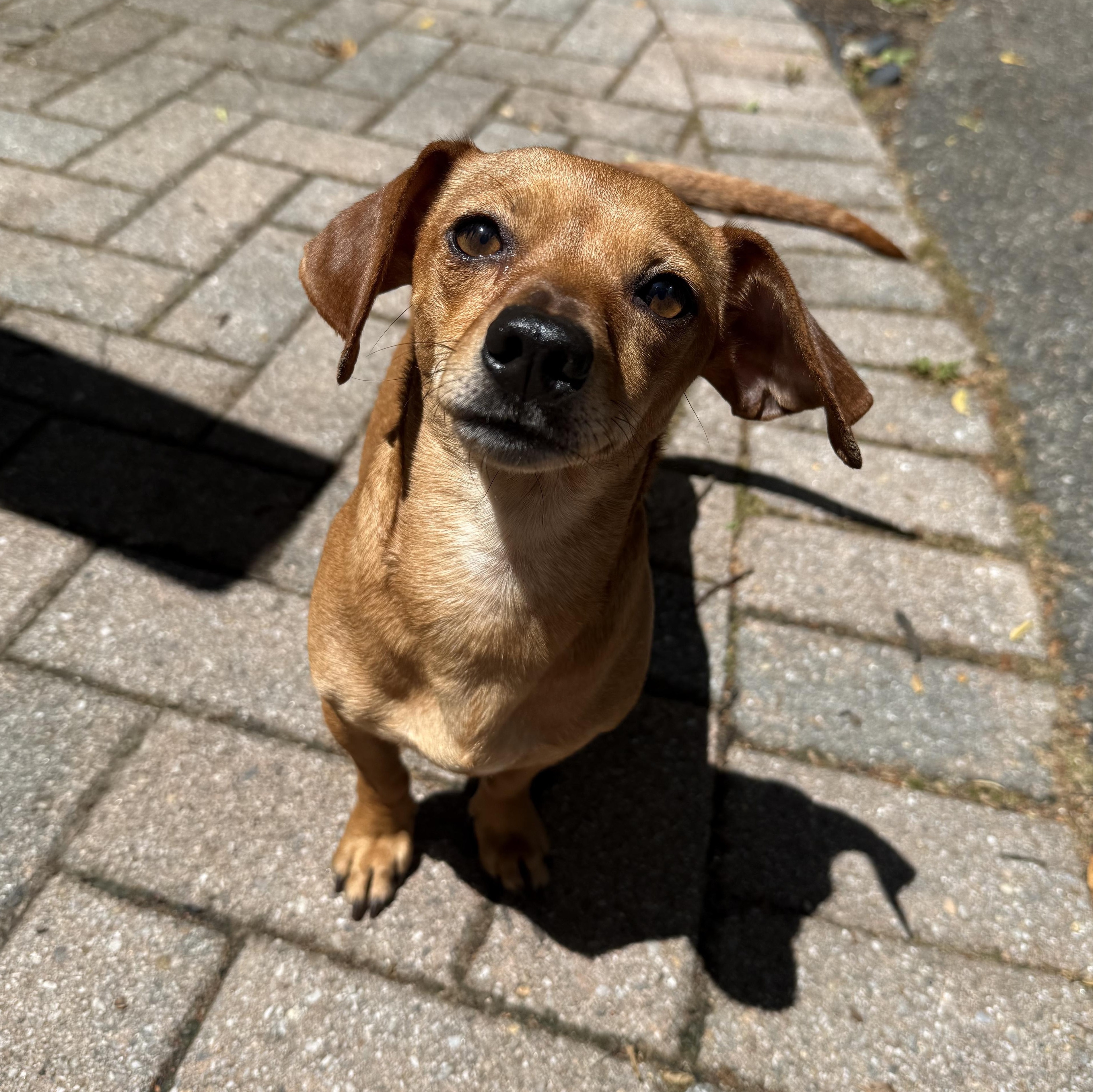 Daphne, ADOPTABLE, Young Female Chiweenie.