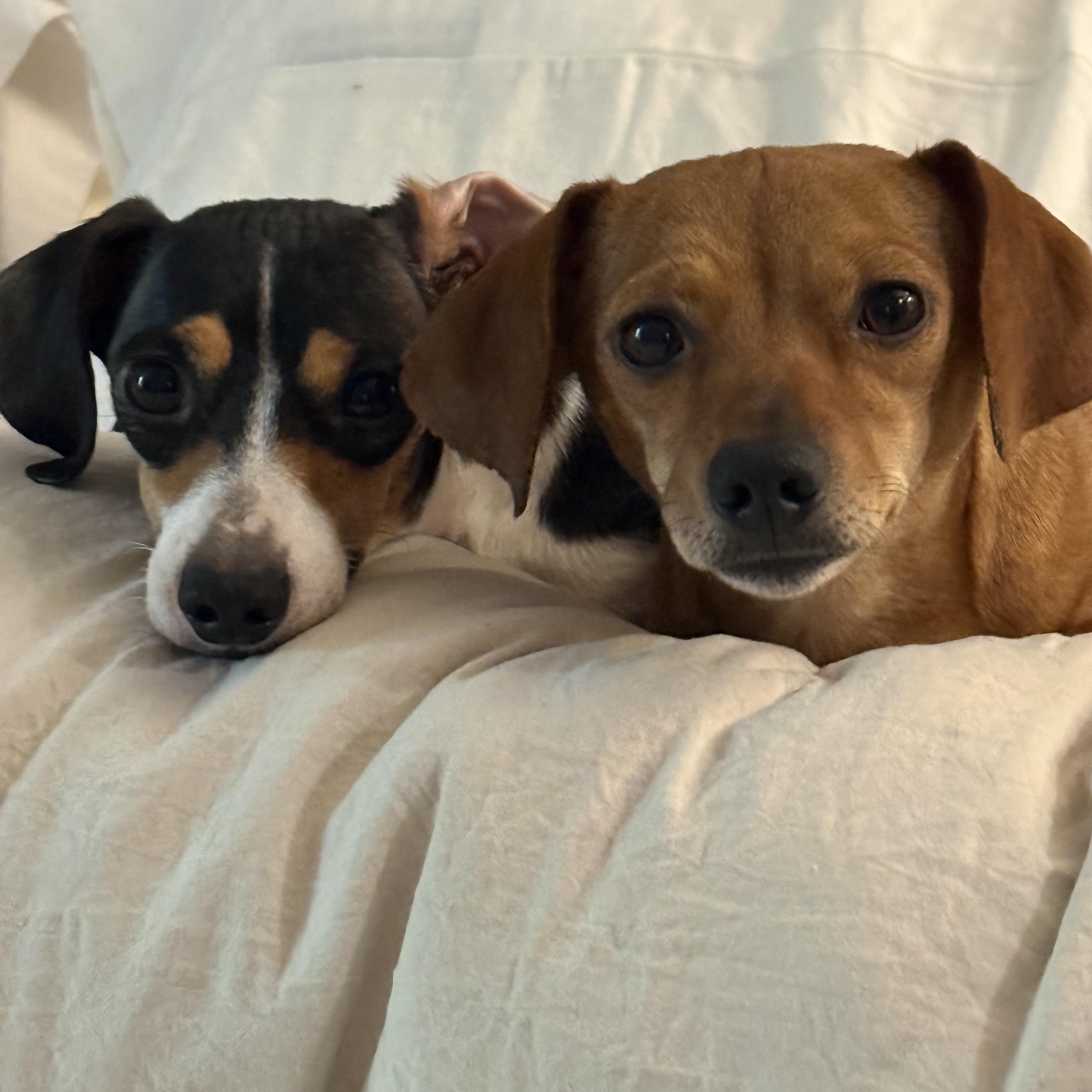 Daphne, a ADOPTABLE Chiweenie in Richmond, VA image 3/6