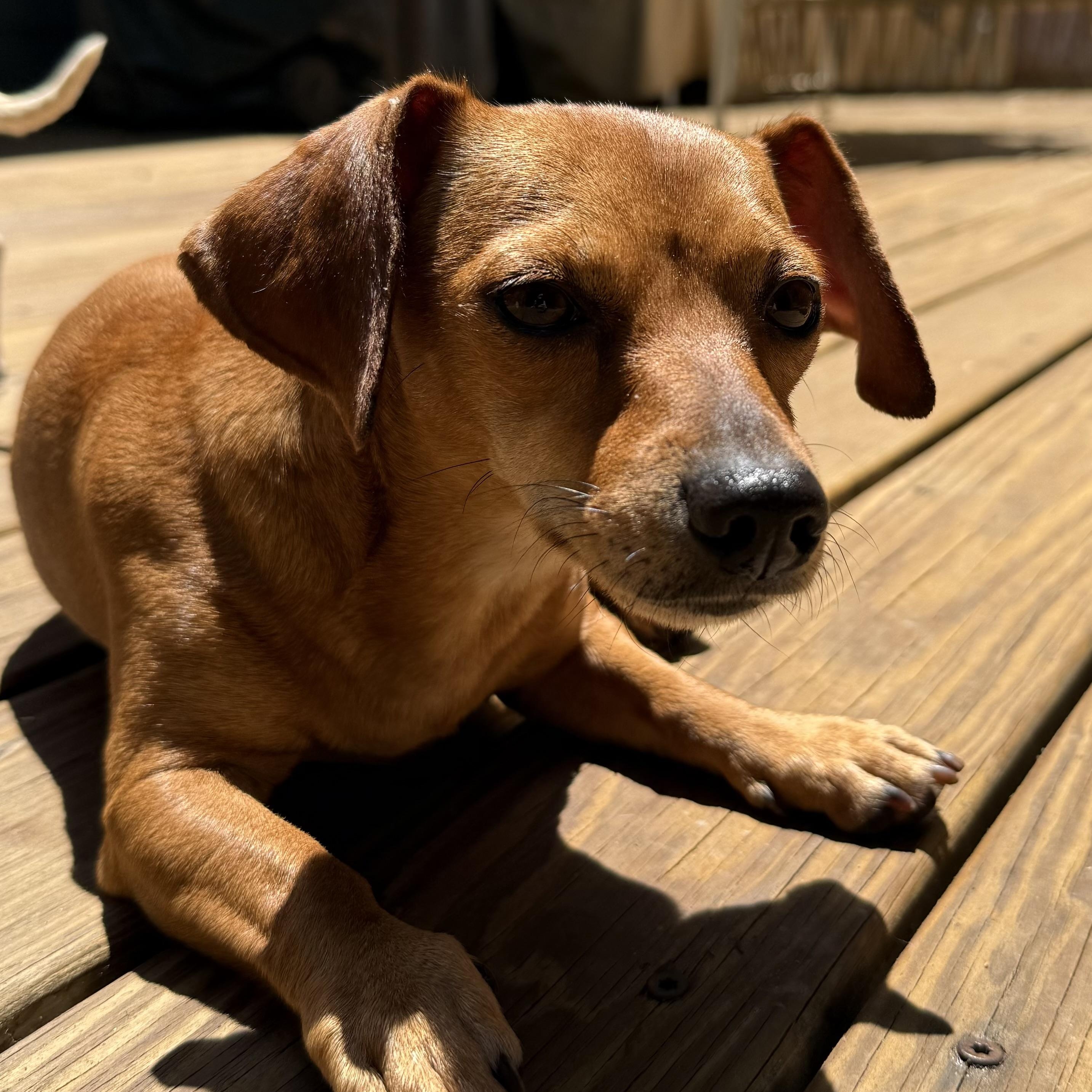 Daphne, a ADOPTABLE Chiweenie in Richmond, VA image 5/6