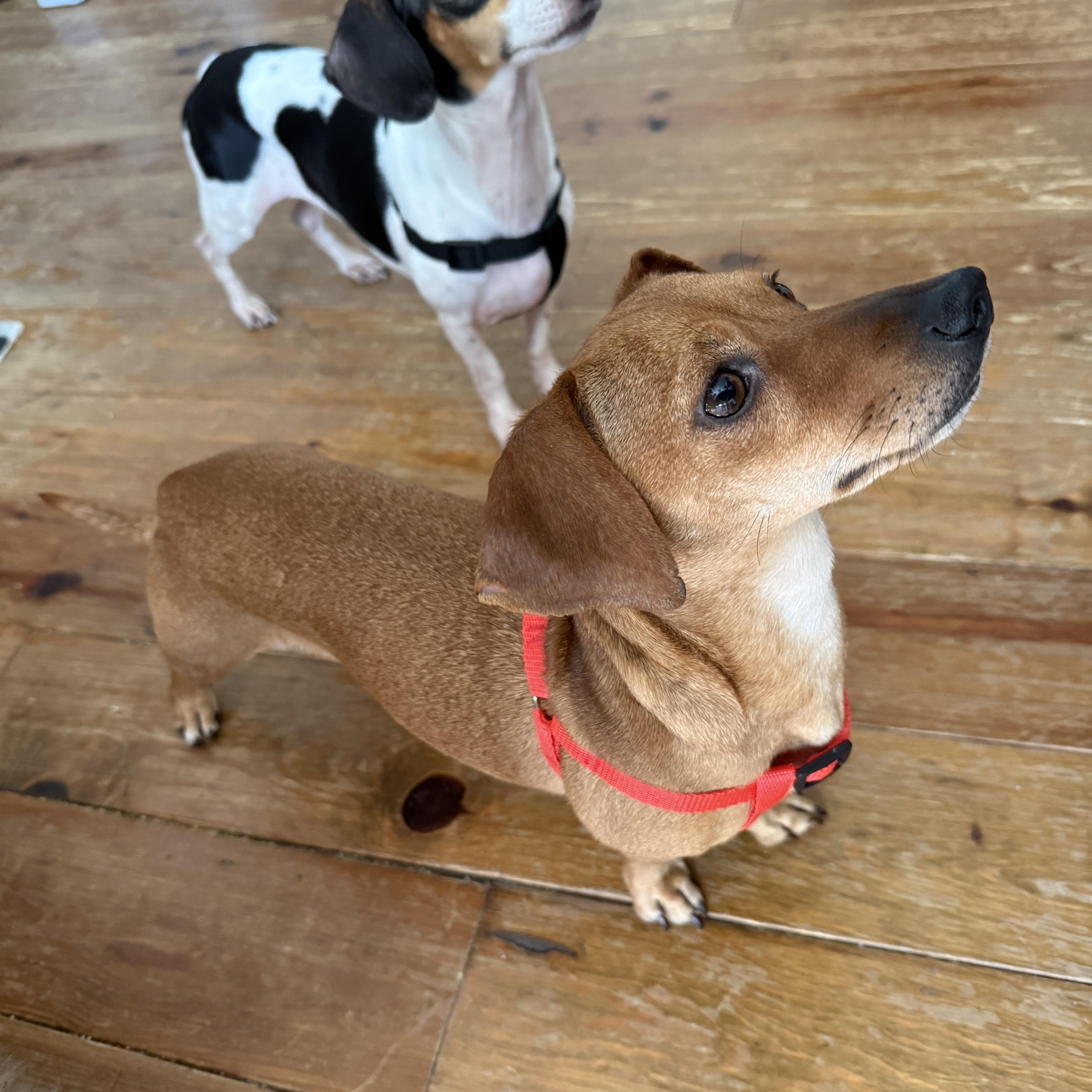 Daphne, a ADOPTABLE Chiweenie in Richmond, VA image 6/6