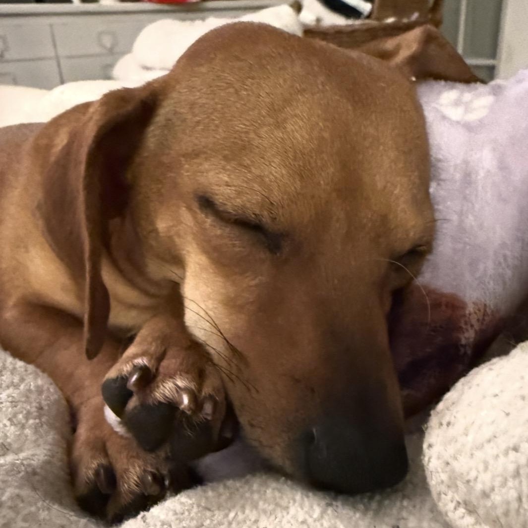 Daphne, a ADOPTABLE Chiweenie in Richmond, VA image 4/6