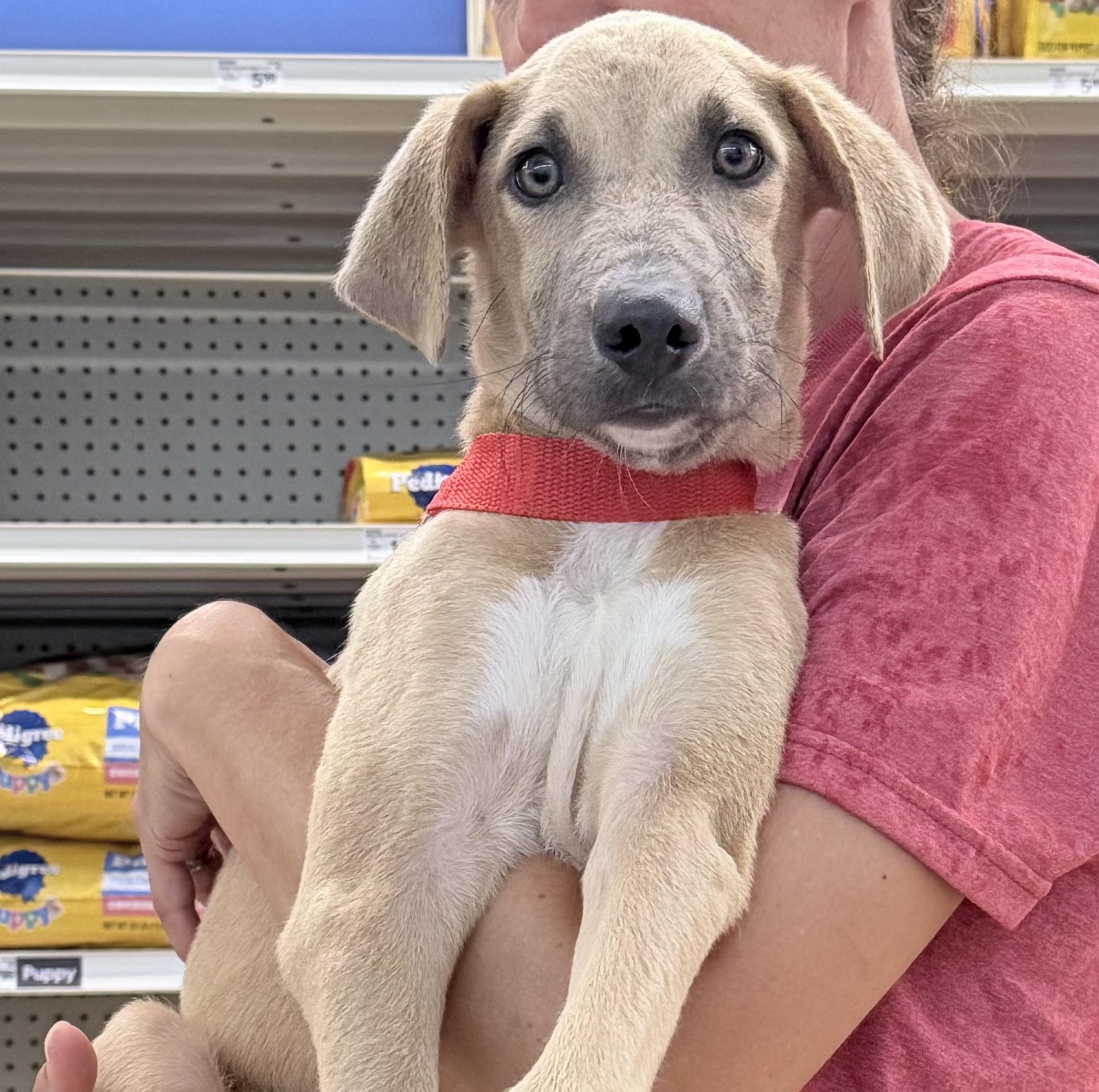 Enlarge Dewey - Local October 9-11, a Adoptable mixed breed in Hillsboro, OR image 2/2
