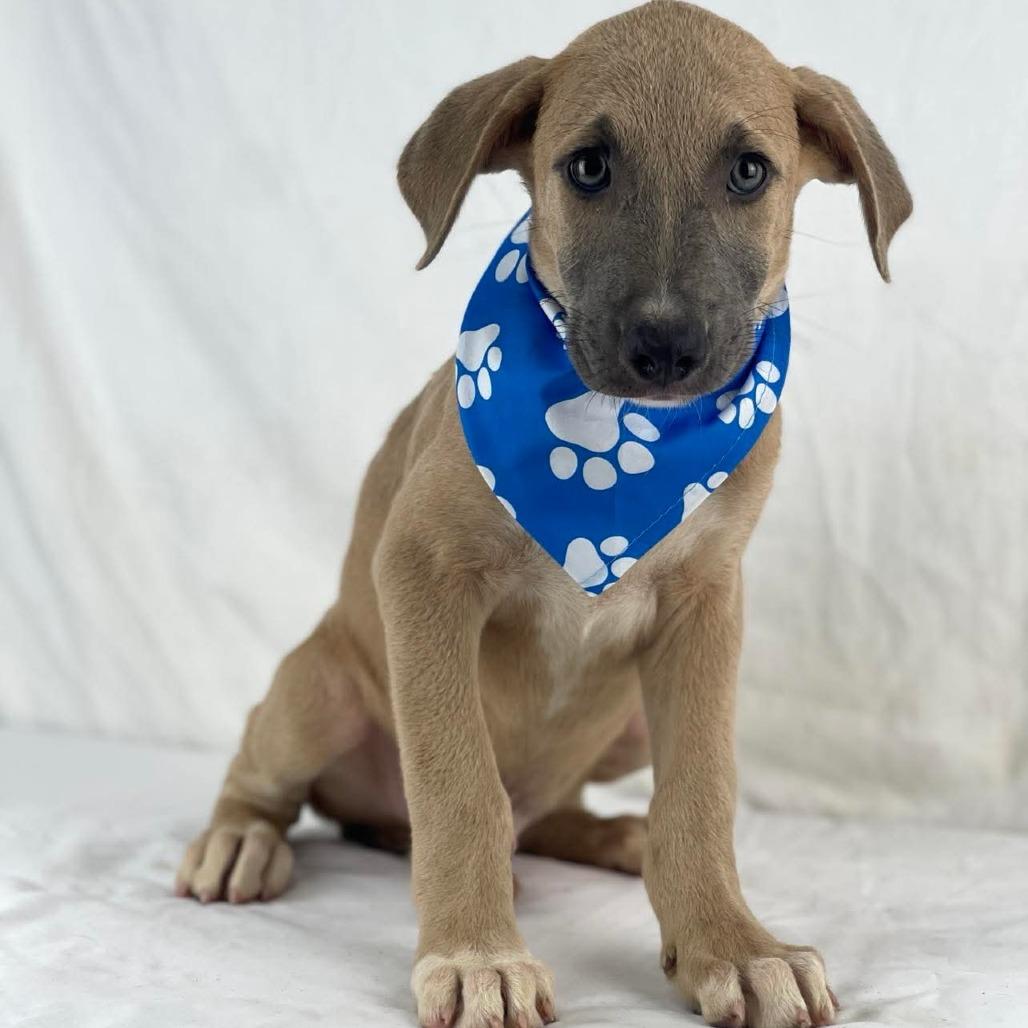 Enlarge Dewey - Local August 28-30, a ADOPTABLE mixed breed in Beaverton , OR image 1/1