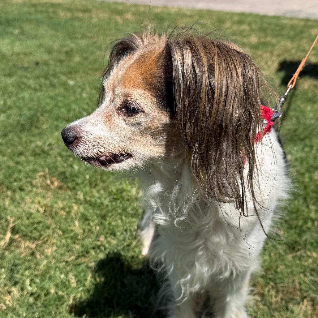 Enlarge Patches, a Adoptable mixed breed in Palm Springs, CA image 1/6