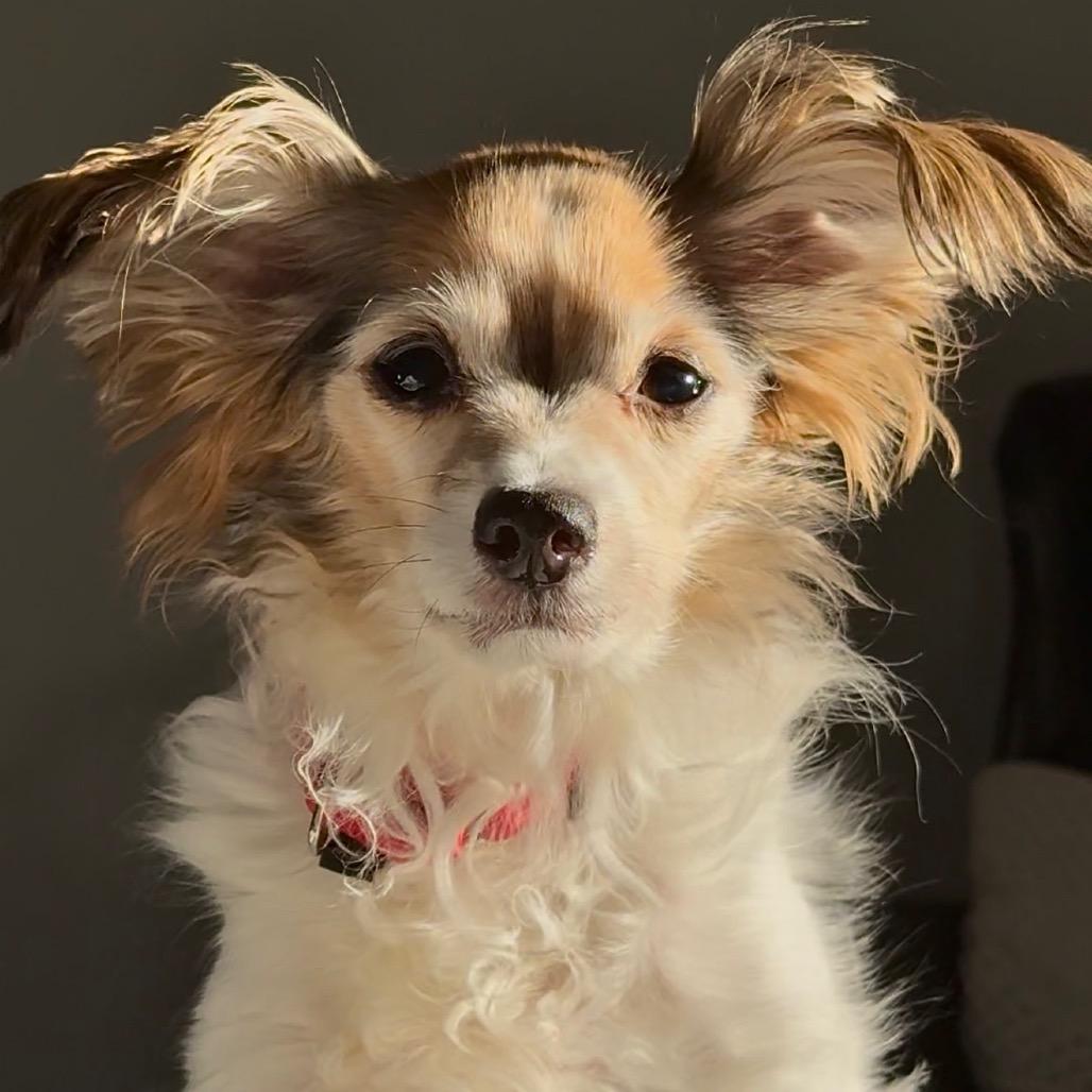 Enlarge Patches, a Adoptable mixed breed in Palm Springs, CA image 2/6
