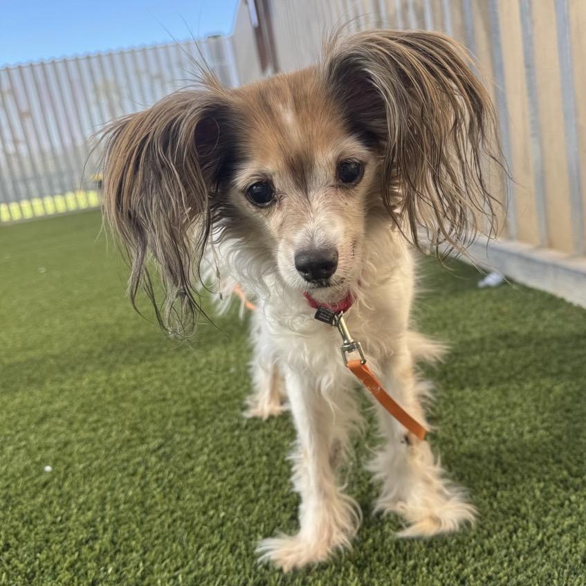 Enlarge Patches, a Adoptable mixed breed in Palm Springs, CA image 3/6
