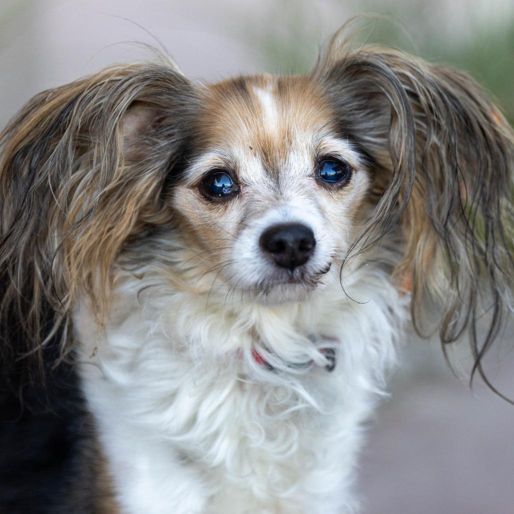 Enlarge Patches, a Adoptable mixed breed in Palm Springs, CA image 4/6
