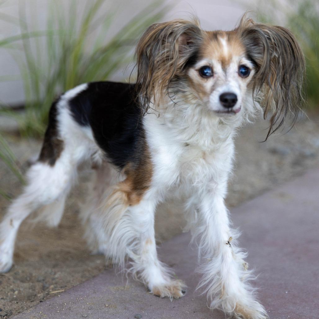 Enlarge Patches, a Adoptable mixed breed in Palm Springs, CA image 5/6