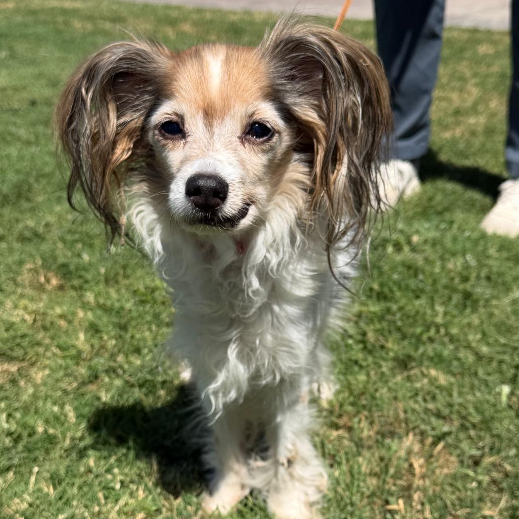 Enlarge Patches, a Adoptable mixed breed in Palm Springs, CA image 6/6