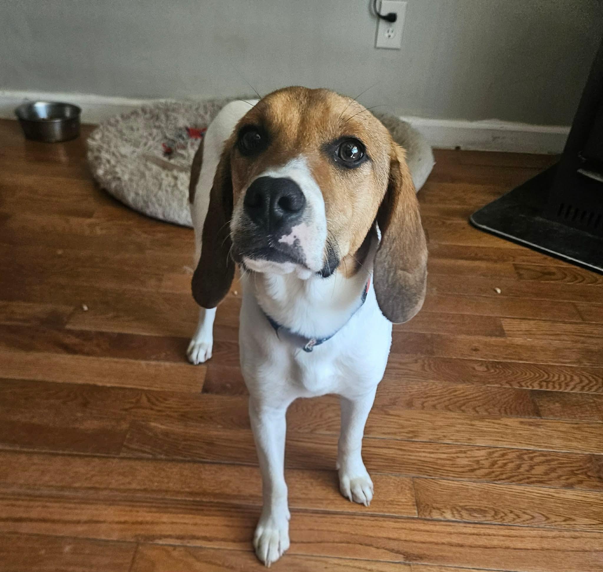 Canyon , ADOPTABLE, Puppy Male Hound.