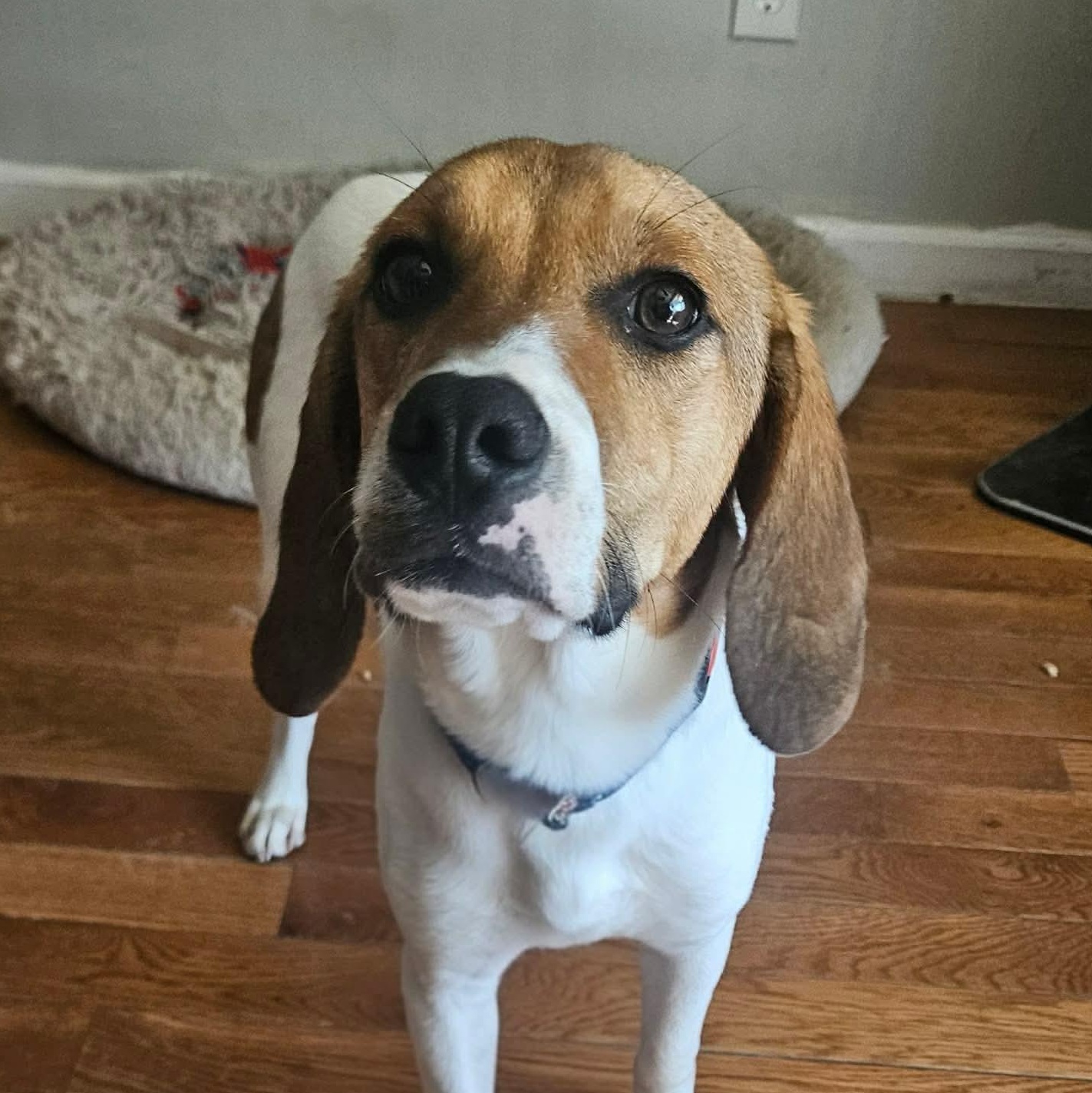 Enlarge Canyon , an adopted mixed breed in Highland, NY image 2/6