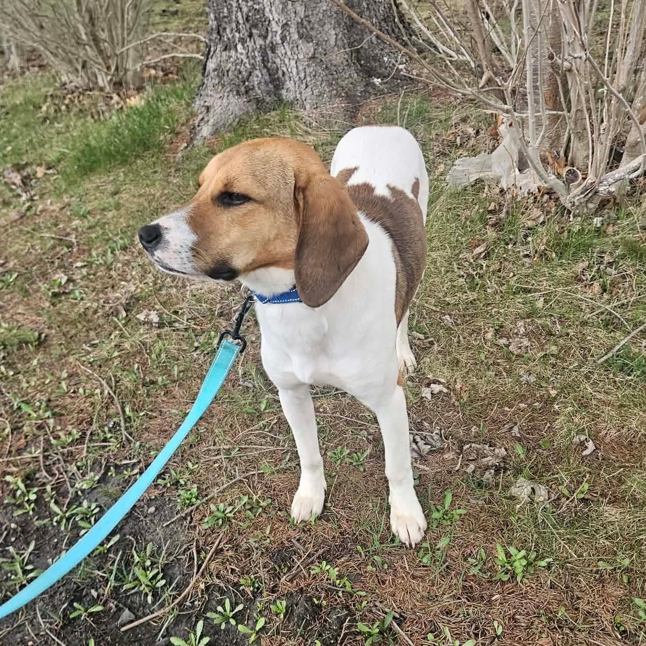Canyon , an adoptable mixed breed in Highland, NY image 5/6