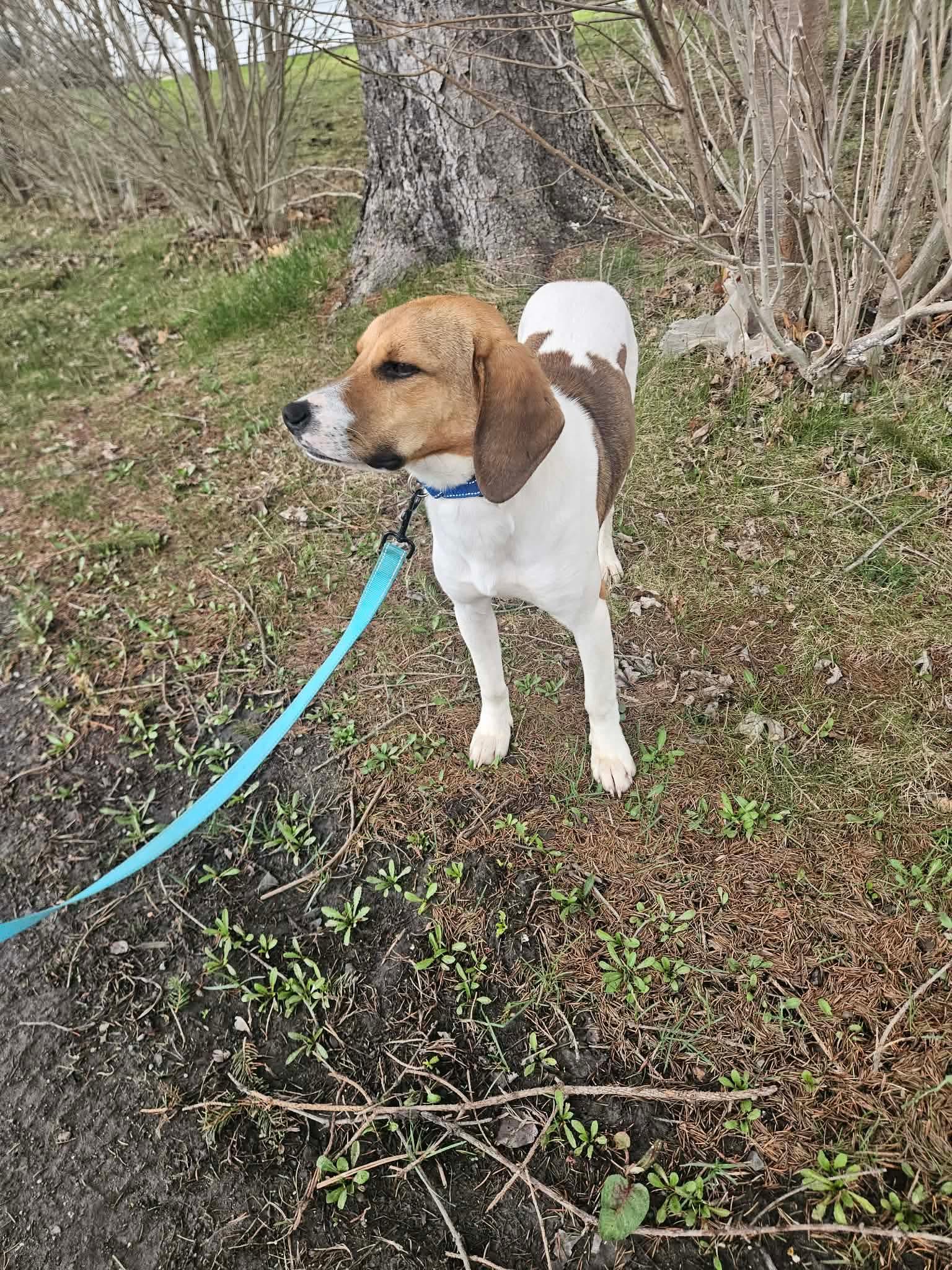 Enlarge Canyon , an adopted mixed breed in Highland, NY image 4/6