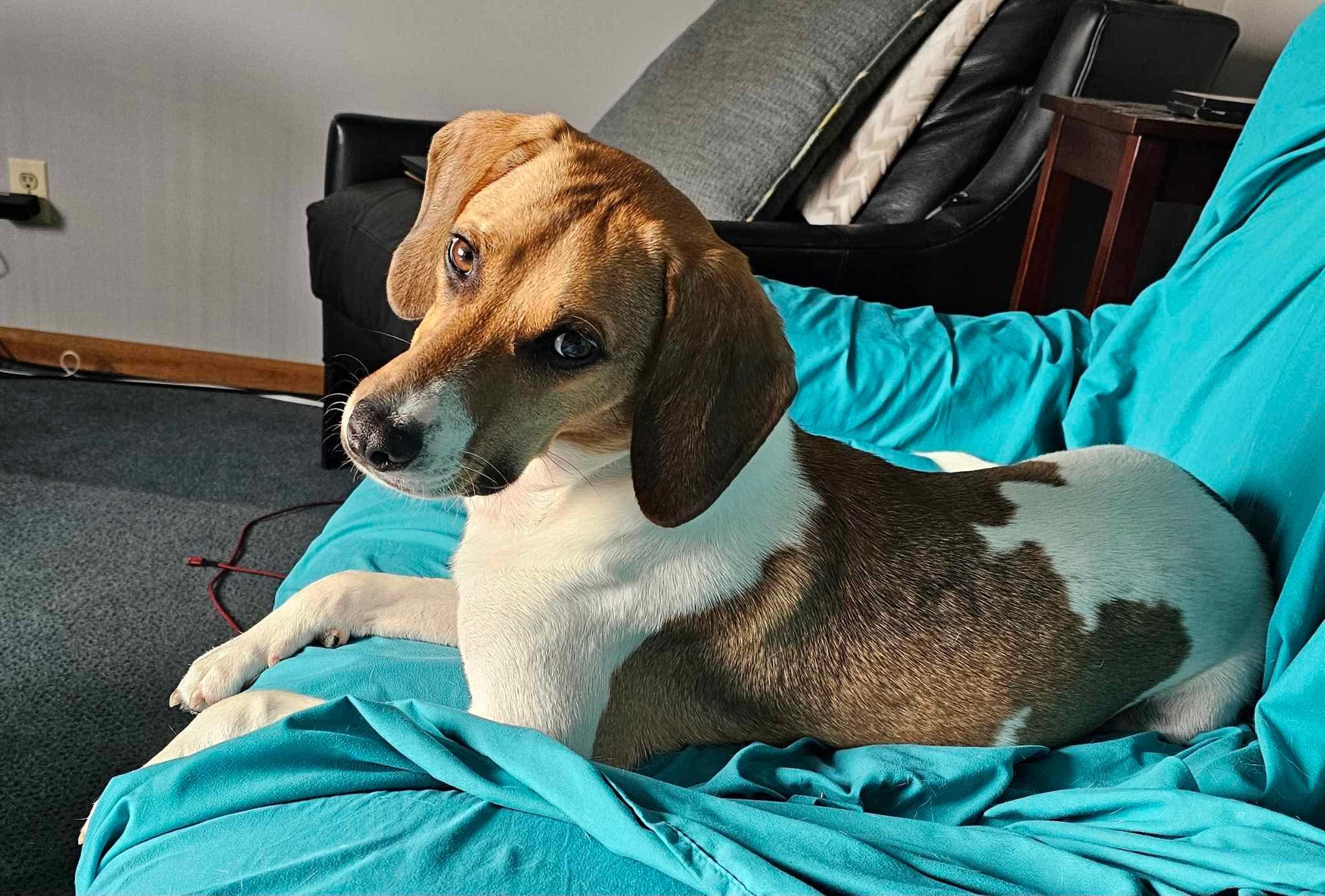 Canyon , an adoptable mixed breed in Highland, NY image 2/6