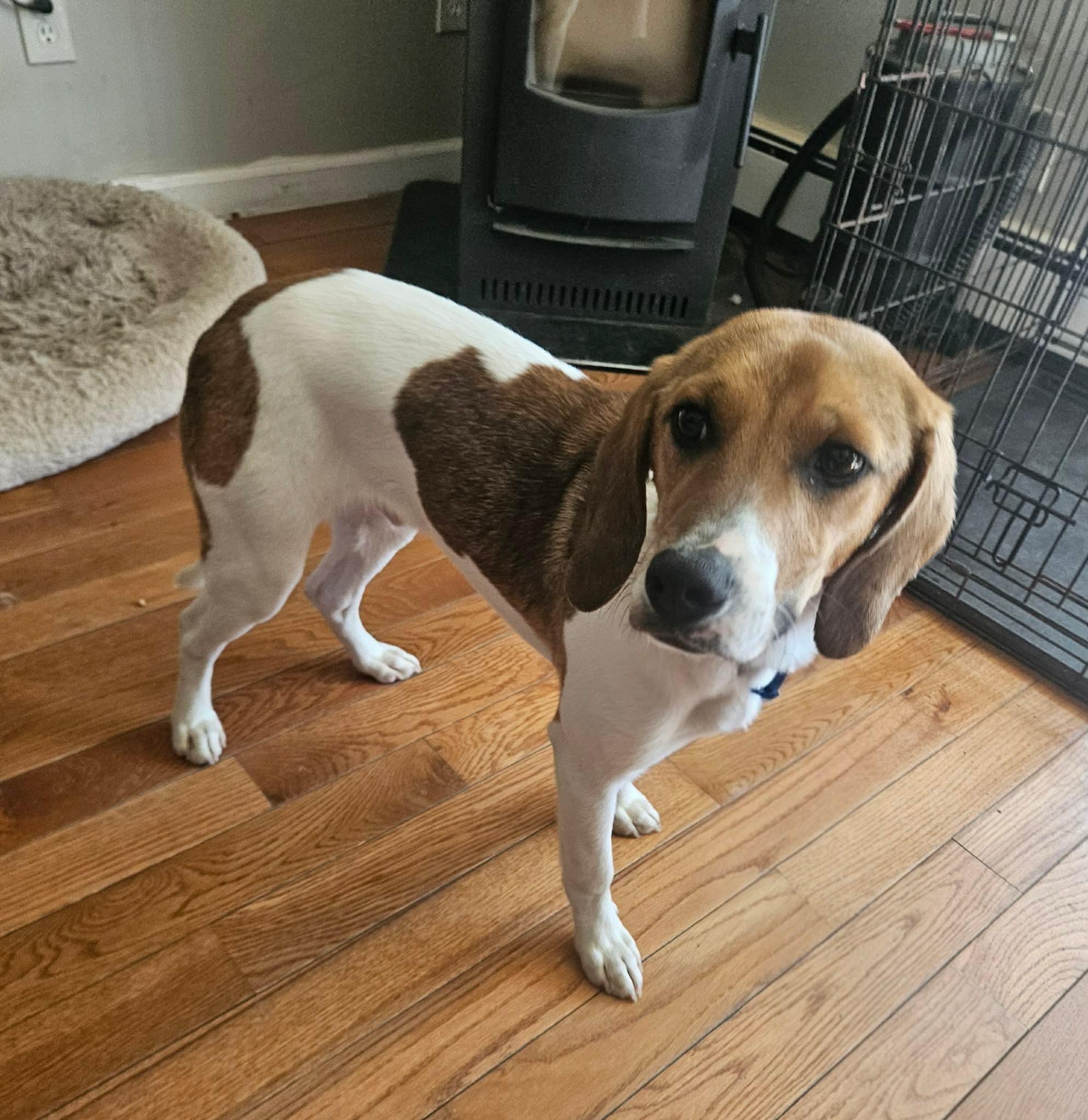 Enlarge Canyon , a ADOPTABLE mixed breed in Highland, NY image 2/2