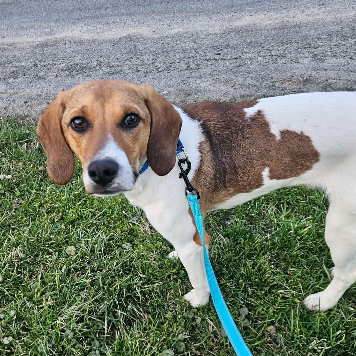 Canyon , ADOPTABLE, Puppy Male Hound.