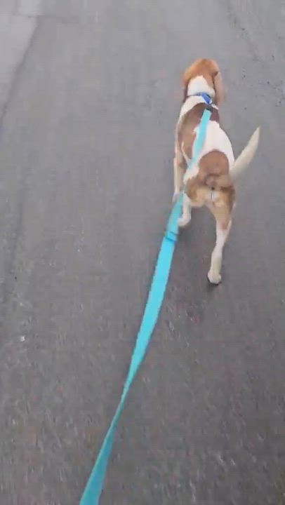 Enlarge Canyon , an adopted mixed breed in Highland, NY video 6/6